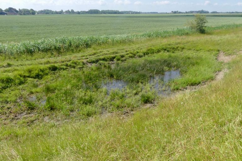 Structuurvariatie is een belangrijke voorwaarde voor een hoge insectenrijkdom op dijken. Een bijzonder element bij extensieve beweiding is een drinkpoel, wat weer een geheel nieuwe dimensie toevoegt aan het landschap