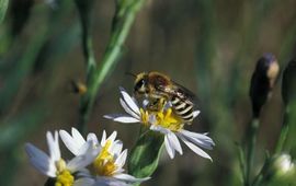 Saxifraga-Frits Bink Schorzijdebij, http://www.ecnc.org/publications/freenatureimages