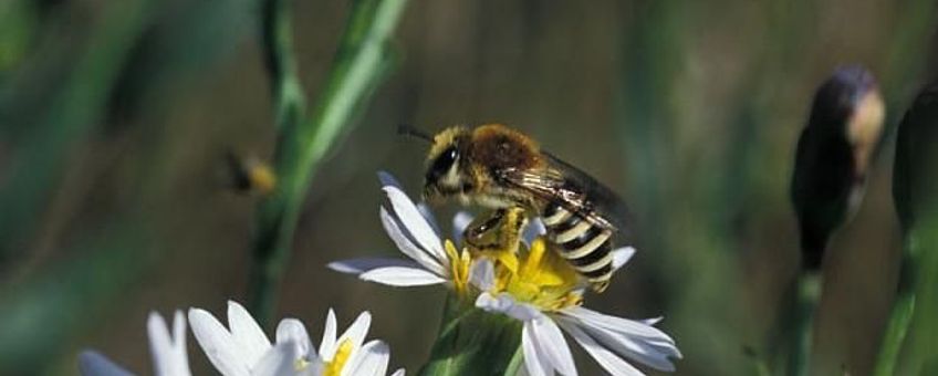 Schorzijdebij, http://www.ecnc.org/publications/freenatureimages