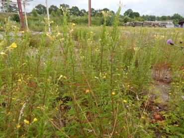 Tel een kwartier in geschikt leefgebied, hier een ruderaal terrein met teunisbloem