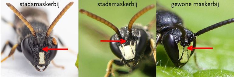 De maskers van mannetjes van maskerbijen. De twee foto's links tonen variatie in het gezichtsmasker van de stadsmaskerbij. Bij beide kleurvormen is het voorhoofdschildje zwart (rode pijl). De foto rechts toont een mannetje gewone maskerbij, waarbij het voorhoofdschildje geel is. Een ander verschil tussen deze soorten is de kleur van de antennen: aan de onderzijde geel bij de stadsmaskerbij, geheel zwart bij de gewone maskerbij