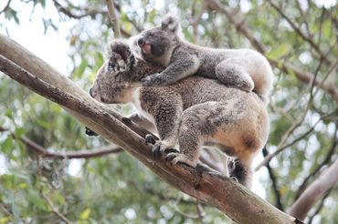 Een geredde moederkoala met haar joey op haar rug