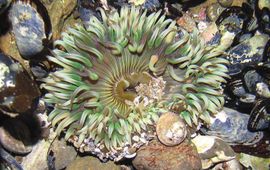 wikimedia zeeanemoon