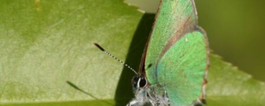 Groentje. Foto onder GNU-licentie