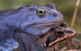Edo van Uchelen, Saxifraga Rana arvalis. Heikikker
