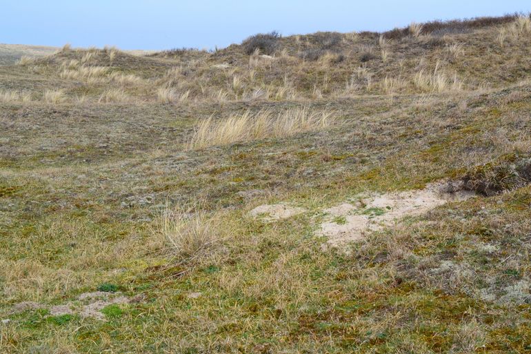 Onder andere in de duinen van de Kop van Noord-Holland komt de tapuit nog voor