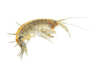 Een volwassen vlokreeftje (Gammarus pulex) van ongeveer twee centimeter groot