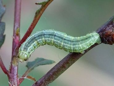 Caterpillars, such as those of the winter moth, influence the vegetation through herbivory, but are also an important part of the food chain, for example as bird food