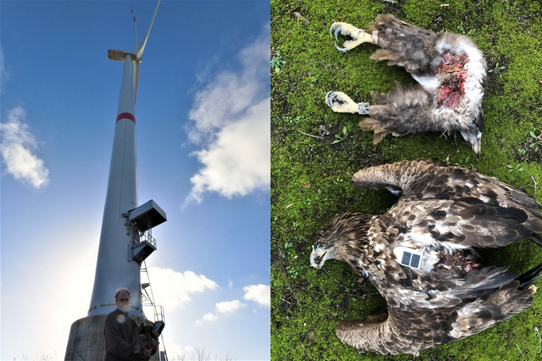 Plaats delict en overblijfselen van de Zeearend uit de Dordtse Biesbosch, Bremerhaven 26 februari 2021