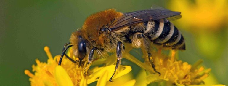 Schorzijdebij Colletes halophilus, deze heeft een grote populatie in het dorp Ooltgensplaat