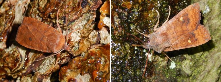 Twee nachtvlinders die nog tot volgend jaar april te zien zijn: bosbesuil (links) en wachtervlinder (rechts)