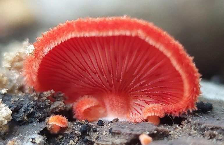 Het zeer zeldzame Rood oorzwammetje is eindelijk weer te zien!