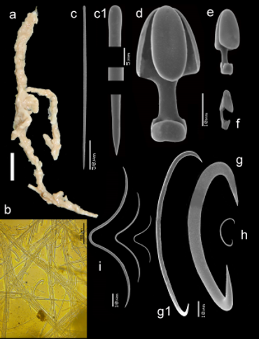 De spons Mycale (Aegogropila) orientalis, met b. het skelet en c. t/m i verschillende spicula
