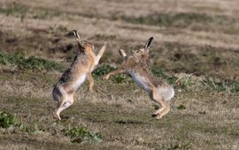 Twee boksende hazen in het veld