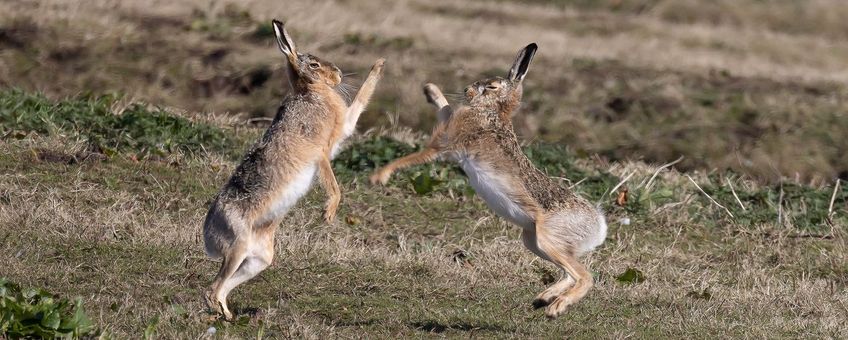 Twee boksende hazen in het veld