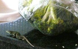 Lydia Titzing jonge westelijke smaragdhagedis (Lacerta bilineata)