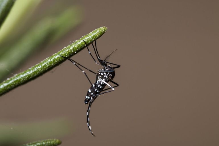 The asian tiger mosquito