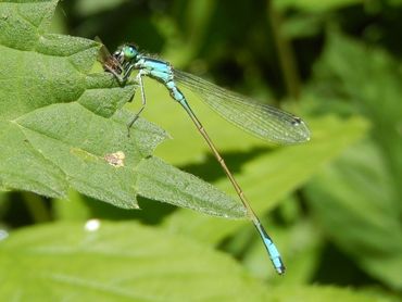 Zelfs heel gewone soorten, zoals dit lantaarntje, laten een sterke afname zien