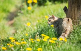Bob Luijks, Natuurportret Wilde kat EENMALIG GEBRUIK