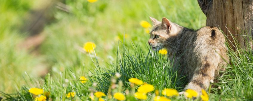 Wilde kat EENMALIG GEBRUIK