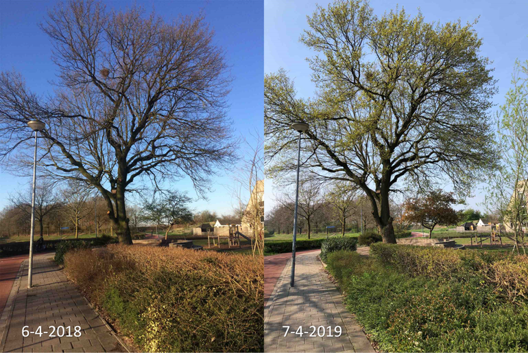 Verschil in ontwikkeling van een zomereik in Ede tussen 6 april 2018 en 7 april 2019