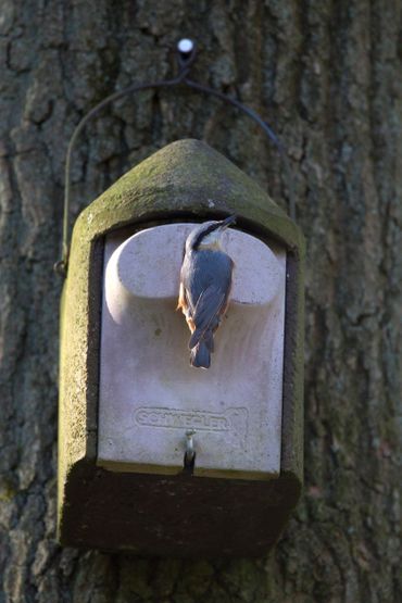 Boomklever met nachtvlinder bij een nestkast. Deze vogel broedt niet alleen in natuurlijke holen, maar ook in nestkasten, waarin de broedsels veel beter zijn te volgen voor onderzoek