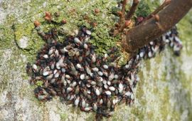 Malvawants op kleinbladige linde in Mill