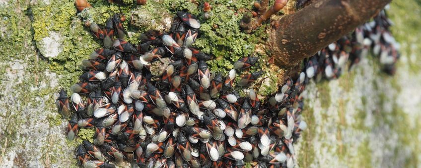 Malvawants op kleinbladige linde in Mill