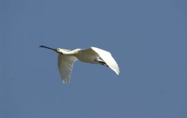 Platalea leucorodia. Lepelaar