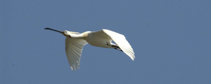 Platalea leucorodia. Lepelaar