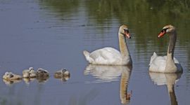 Cygnus olor, Knobbelzwaan - gespiegeld beeld