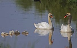 Cygnus olor, Knobbelzwaan - gespiegeld beeld