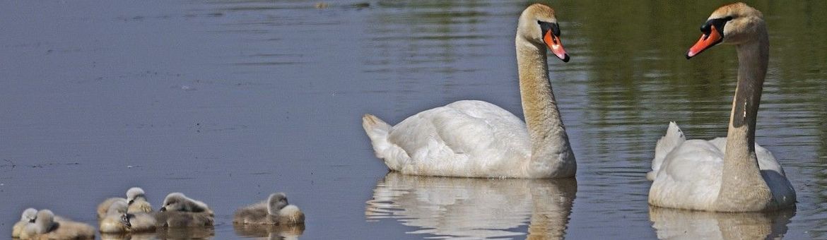 Cygnus olor, Knobbelzwaan - gespiegeld beeld