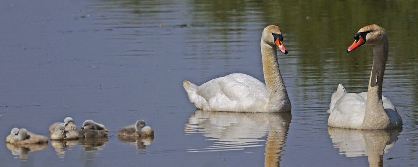 Cygnus olor, Knobbelzwaan - gespiegeld beeld