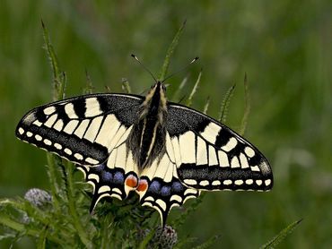 Koninginnenpage