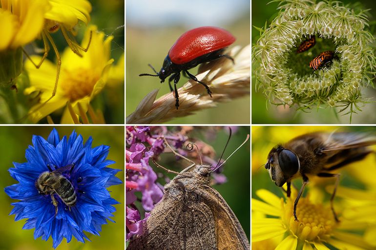 Biodiversiteit in de praktijk