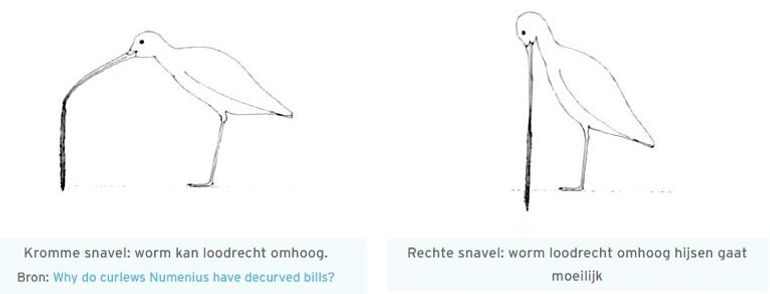 De wulp kan met zijn kromme snavel lange wormen beter loodrecht de grond uit hijsen, zodat ze niet breken en dus een groter hapje zijn