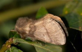 Een vrouwtje eikenprocessievlinder met de bruinachtige tot geel grijze voorvleugel, met dwarslijnen en een kleine middenstip in de vorm van een komma.