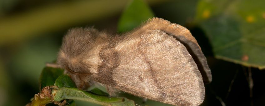 Een vrouwtje eikenprocessievlinder met de bruinachtige tot geel grijze voorvleugel, met dwarslijnen en een kleine middenstip in de vorm van een komma.