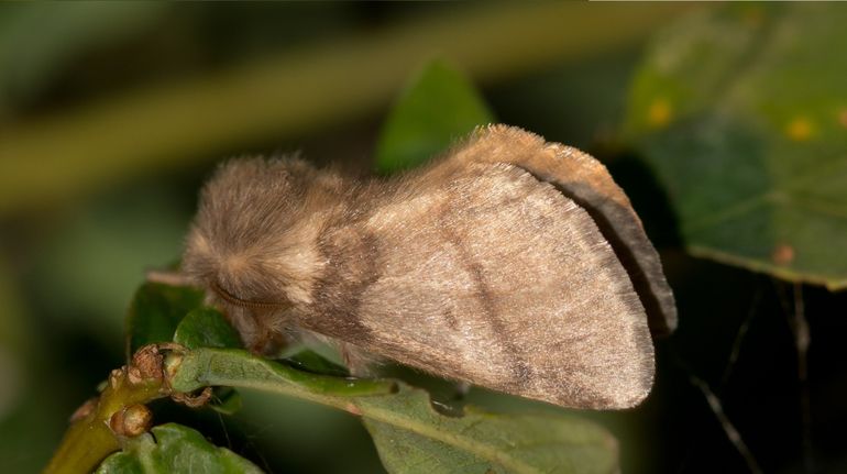 Een vrouwtje eikenprocessievlinder met de bruinachtige tot geelgrijze voorvleugel, met dwarslijnen en een kleine middenstip in de vorm van een komma