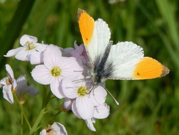 Pinksterbloem is een belangrijke waardplant voor de rups, maar levert ook nectar voor de vlinders
