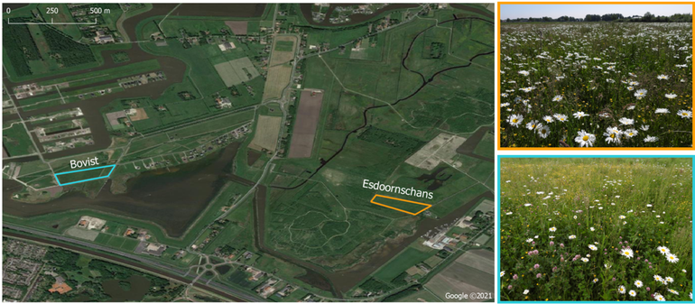 Figuur 1. Locaties van de ingezaaide percelen Bovist en Esdoornschans met foto’s van hoe deze er op 8 juni 2021 bij stonden