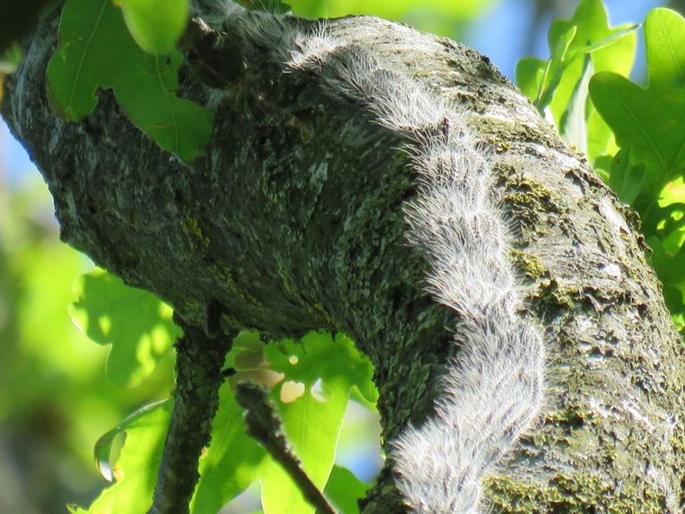 Eikenprocessierupsen op weg naar een lager deel van de boom, waar nog bladeren zijn