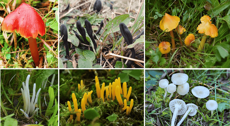 Bij het verschralen van je gazon kunnen deze paddenstoelen uiteindelijk voorkomen. Bovenste rij van links naar rechts: Zwartwordende wasplaat, Aardtong, Puntmutswasplaat. Onderste rij van links naar rechts: Wormvormige knotszwam, Gele knotszwam sl, Sneeuwzwammetje