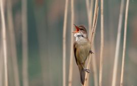 Jankees Schwiebbe, Birdphoto.nl Grote karekiet