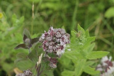 Een door de watermuntbloesemmijt (Aceria megacera) vervormde bloeiwijze van watermunt (Mentha aquatica)