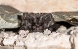 Rudmer Zwerver, Saxifraga Barbastella barbastellus, Mopsvleermuis, hidden in crevice roost inside old barn in France. - foto iets bijgesneden voor lead