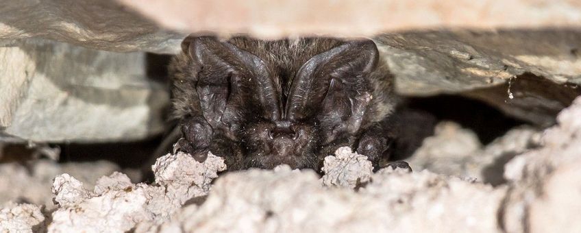 Barbastella barbastellus, Mopsvleermuis, hidden in crevice roost inside old barn in France. - foto iets bijgesneden voor lead