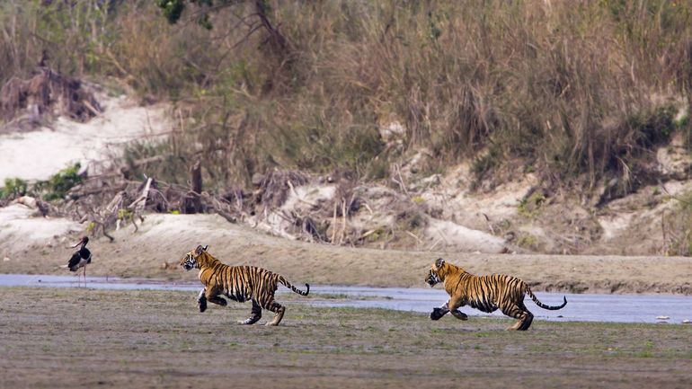 Twee jonge wilde tijgers rennen langs een rivieroever in Bardia National Park, Nepal