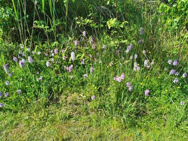 Als de omstandigheden gezond zijn, stuurt de natuur op overvloed